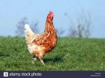 domestic-chicken-brown-laying-hen-lohmann-brown-classic-DXX0A0.jpg