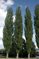 jablan-populus-nigra-italica-sadnice-slika-95861487.jpg