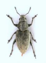 Tanymecus-dilaticollis-Kukuruzna-pipa.jpg