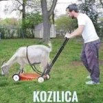 kozilica.jpg