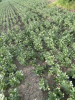 IMG_3980.jpeg