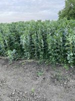 IMG_4199.jpeg