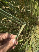 IMG_1046.jpeg