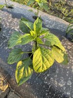 IMG_0877.jpeg