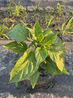 IMG_0881.jpeg