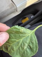 IMG_0889.jpeg