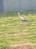IMG_20250618_175453.jpg
