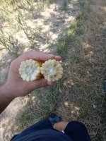 IMG_20250725_113031.jpg