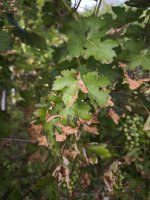 IMG_20250803_174333.jpg