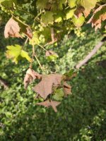 IMG_20250803_174032.jpg