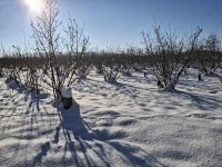 lijeska u zimskome snu 1 2026.jpg