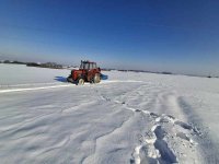 fergusonček u snijegu  1 2026.jpg