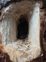 624191527_4435875366644226_7792616959993846837_n.jpg 624191527_4435875366644226_7792616959993846837_n.jpg