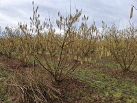 cvatnja 14.02.2026..jpg cvatnja 14.02.2026..jpg