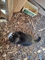 mače 27.2.2026..jpg