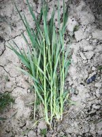 1000032016.jpg 1000032016.jpg