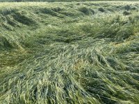 IMG_6867.jpeg