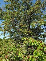 IMG_20260607_094803.jpg