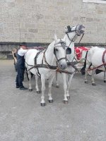 IMG_20260613_120904.jpg