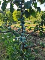 1000072447.jpg