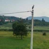 Kralj