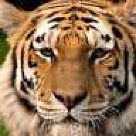 tiger