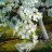 davor_vfr